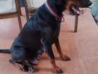 Doberman Dog