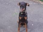 Doberman 9 Month Dog