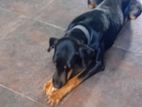 Doberman Cross Breed Dog
