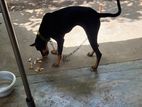 Doberman Cross Female