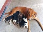 Doberman Cross Puppies