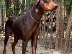 Doberman Crossing