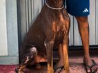Doberman Dog for Crossing