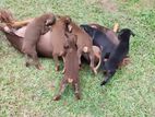 Doberman ( ඩොබමන් ) Puppies