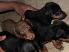 Doberman Puppies