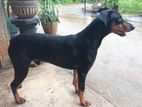 Doberman dog for Crossing