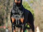 Doberman Dog for Crossing