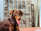Doberman Dog for Crossing