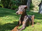 Doberman Dog