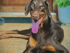 Doberman Dog