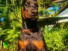 Doberman Dog