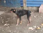 Doberman Dog