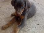 Doberman Puppy