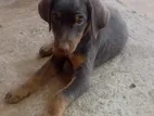Doberman Puppy