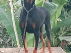 Doberman Dog