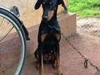 Doberman Dog