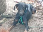 Dobermann Dog