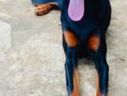 Doberman Dog