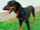 Doberman Dog