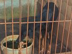 Doberman Dog