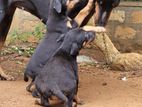 Doberman Puppies