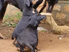 Doberman Puppies