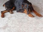 Doberman Dog