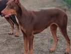 Doberman Female Dog