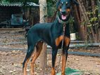 Doberman Female Dog