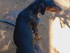 Doberman female