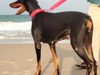 Doberman Female