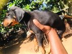 Doberman female Puppies