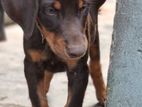 Doberman Female Puppy