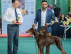 Doberman female puppy