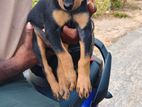 Doberman Female Puppy