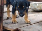 Doberman Female Puppy