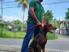 Doberman for Crossing (Imported Bloodline)