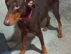 Doberman for Kind Home