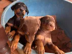 Doberman Puppy