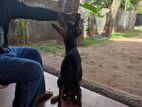 Doberman Dog