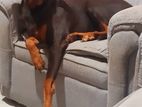 Doberman Dog