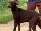 Doberman Dog