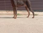 Doberman
