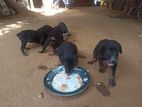 Doberman Puppies