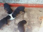 Doberman Puppies