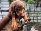 Doberman Puppies