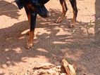 Doberman Dog