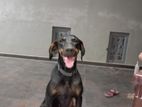 Doberman Dog