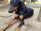 Doberman Dog