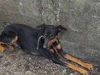 Doberman Dog